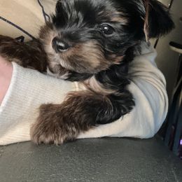 Boy 4 - Black and tan male Yorkshire Terrier puppy in Grant Town, West Virginia from Lauren's Yorkshire Terriers