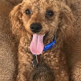 Poodles from Mendez Poodles