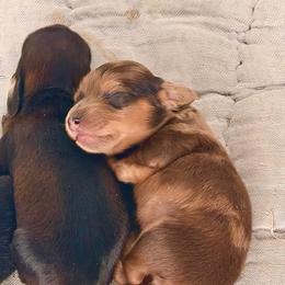 Rory - Dapple female Dachshund puppy in Steamboat Springs, Colorado from Steamboat Sausage Squad
