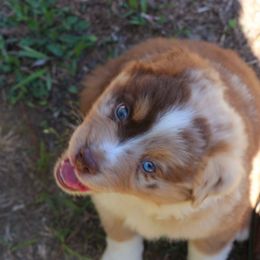Miniature Australian Shepherd Puppies from AussiesRus