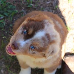 Miniature Australian Shepherd Puppies from AussiesRus
