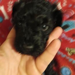 Boy three - Black male Cavapoo puppy in East Providence, Rhode Island from Marta's Cavaliers
