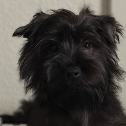 Pepe - Yorkshire Terrier puppy from Perfectly Posh Pets