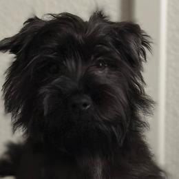 Pepe - Yorkshire Terrier puppy from Perfectly Posh Pets