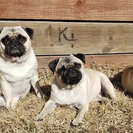 Pugs from Rachael Kruse