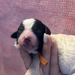 Rey - Parti female Poodle puppy in San Antonio, Texas from Chocolate Pet Connection