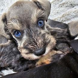 Jade double blue eyes - Salt and pepper female Miniature Schnauzer puppy in Panama City, Florida from Emerald Coast Schnauzers