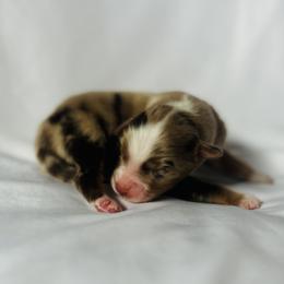 Trouble - Red merle male Australian Shepherd puppy in Fort Recovery, Ohio from Mud Path Australian Shepherds