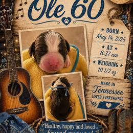 Ole 60 - Liver and white male English Springer Spaniel puppy in Cookeville, Tennessee from Krossroads Kennel