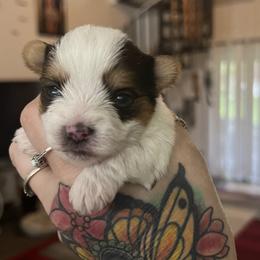 Yorkshire Terrier Puppies from Behrens_Beauties