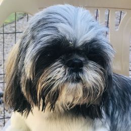 Star - Shih Tzu