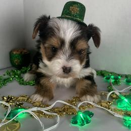 Parti boy - Parti male Yorkshire Terrier puppy in Gainesville, Georgia from Country Dog Kennels.