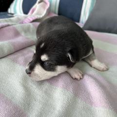 Kathy - Black and white female Alaskan Klee Kai puppy in Palm Harbor, Florida from Klee Kai Breeders with Love