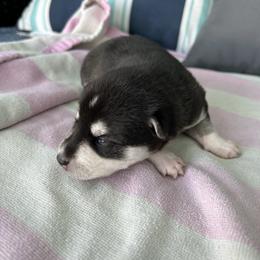 Kathy - Black and white female Alaskan Klee Kai puppy in Palm Harbor, Florida from Klee Kai Breeders with Love