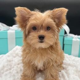 Willy - Yorkshire Terrier