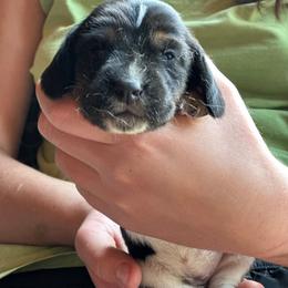 Female 4 - Black brown and white female Basset Hound puppy in Lindley, New York from Hill Top Basset Hounds & Cane Corso