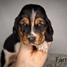 Farrah - Black brown and white female Basset Hound puppy in Mack's Creek, Missouri from Mack's Creek Basset Hounds