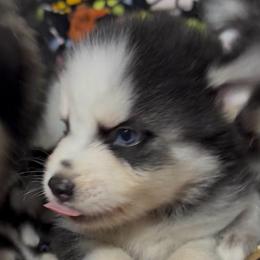 Scottie - Black and white male Pomsky puppy in Spring Hill, Florida from PDQ Pomskies