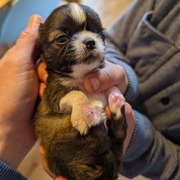 AKC Dreamy boy - Sable spotted white male Chihuahua puppy in Duvall, Washington from Chihuahua Long Coats