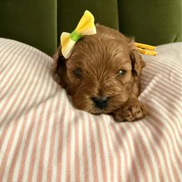 Sunny - Red female Cavapoo puppy in Spanish Fork, Utah from Poseydoodle