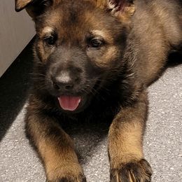 German Shepherd Puppies from Inferno Shepherds