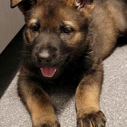 German Shepherd Puppies from Inferno Shepherds