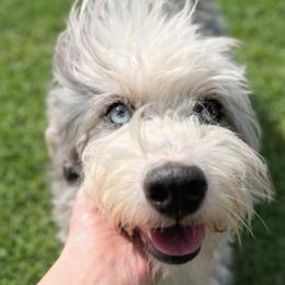 Juniper - Bernedoodle