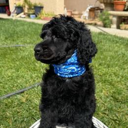 Tomahawk - Black male Poodle puppy in Hesperia, California from Whitesock Standard Poodles