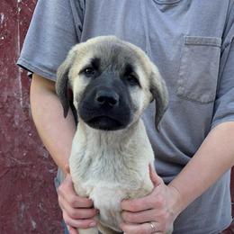 Boreas - Fawn male Anatolian Shepherd Dog puppy in Rapid River, Michigan from Echolight Australian Shepherds