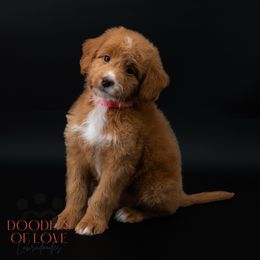 Miss Pink - Red female Labradoodle puppy in Travelers Rest, South Carolina from Doodles of Love Labradoodles
