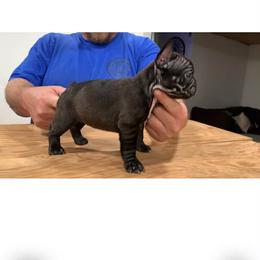 French Bulldog puppies from MTO KENNELS