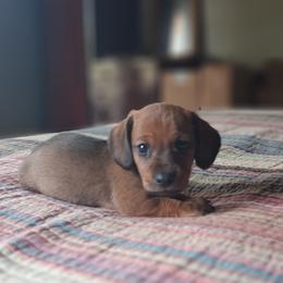Rocket - Red male Dachshund puppy in Brave, Pennsylvania from Maple Moon Dachshunds