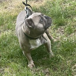 Ryder - French Bulldog