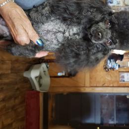 Bo - Poodle