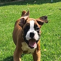 Boxer Puppies from Liebe Boxers