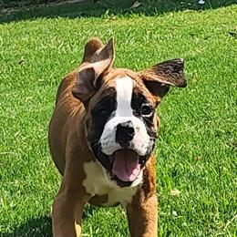 Boxer Puppies from Liebe Boxers