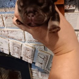 Girl 2 - Tricolors French Bulldog puppy in Kansas from Peace Love frenchies
