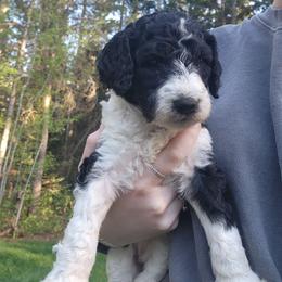 Macaron - Parti female Poodle puppy in Clayton, Washington from Short Legs & Curly Wags LLC
