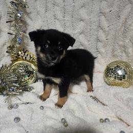 Aurora - Black and tan female Companion Cross puppy in Decatur, Illinois from Petite Pups