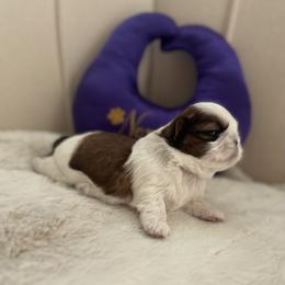 Girl 1 - Red and white female Shih Tzu puppy in Paso Robles, California from Northstar Shih Tzu