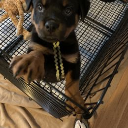 Rottweiler Puppies from Lori's Rottweilers