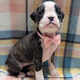 Zira - Brindle female Boxer puppy in Mountain Home, Idaho from LJK Boxers & Toy Aussies