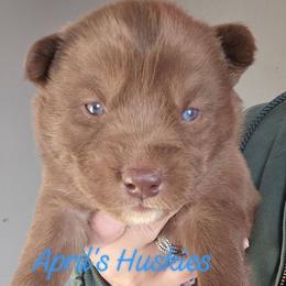 Dark blue boy - Red and white male Siberian Husky puppy in Terre Haute, Indiana from April's Huskies