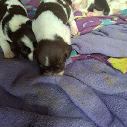 Liver and white girls - Liver and white female Brittany puppy in Graysville, Pennsylvania from Wild Mountain Brittanys