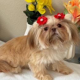Stella - Liver female Shih Tzu puppy in Oak Hills, California from High Desert  Shih Tzu