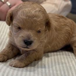 Cavapoos from Hamann's Cavapoo Puppies