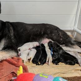 Boy 2 - male Shiloh Shepherd puppy in Jackson Township, New Jersey from Divine Shilohs