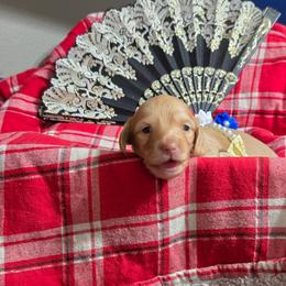 Dachshund Puppies from Snuggle Snoot Doxies