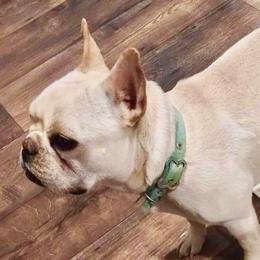 Vanilla - French Bulldog