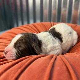 Fern - Brown and white female Bernedoodle puppy in Russellville, Arkansas from Crossgate Doodles